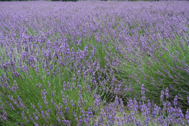 lavenderfarm.jpg