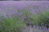 lavenderfarm_small.jpg